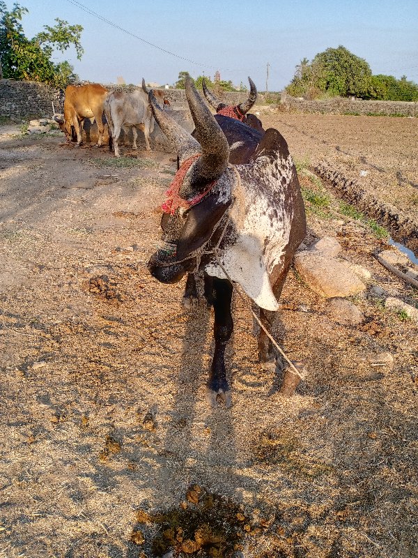 ગોઠલા વેચવાના છ...