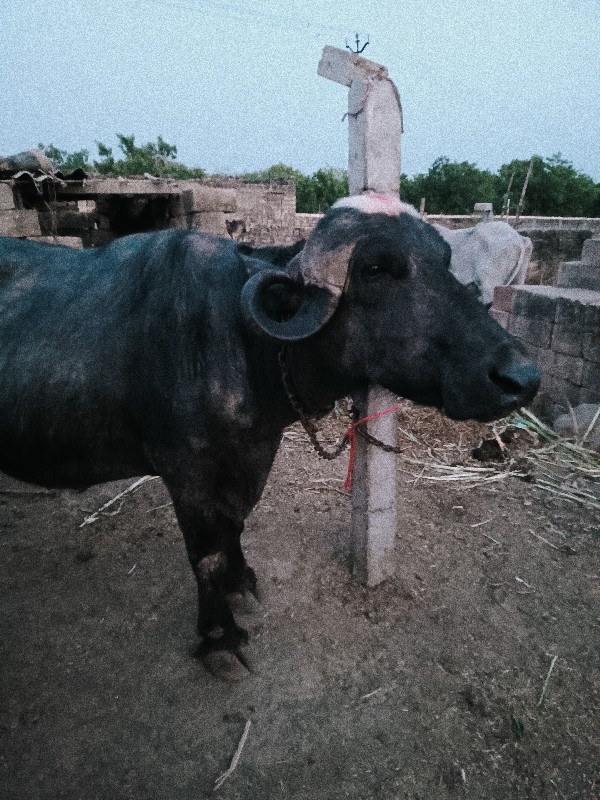 ગાભણી છે આઠ મહિ...