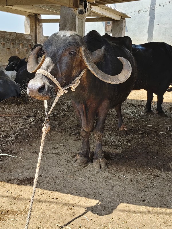 ભેંસ વેચવાની છે...
