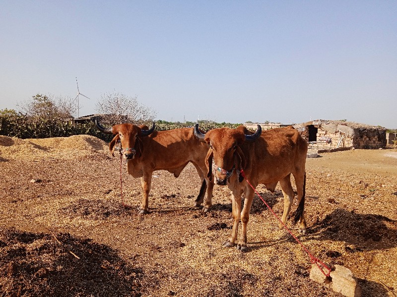 ગોધલીયુ ને ગોધલ...