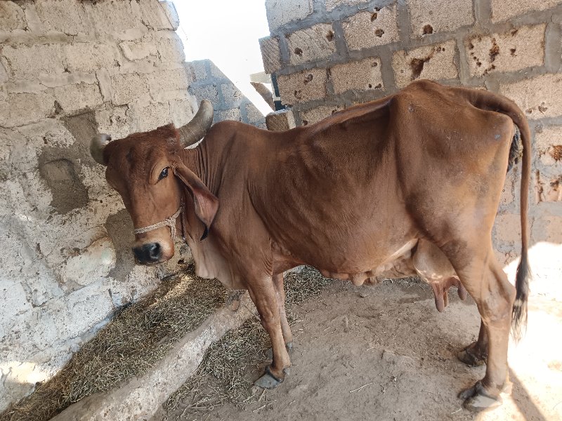 ગાય વેચવાની છે