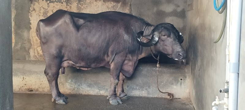 ભેંસ વેચવાની છે...