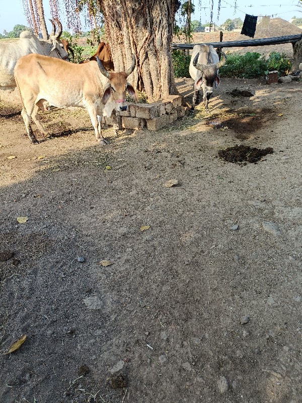 2 ગાય વેસવાનિછે