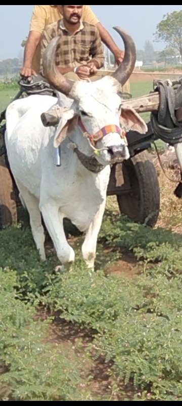 એક વાણી વાવેલો...