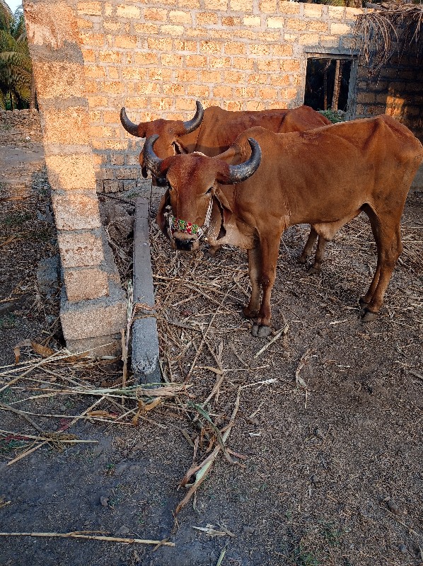 બડદ વેશવાના