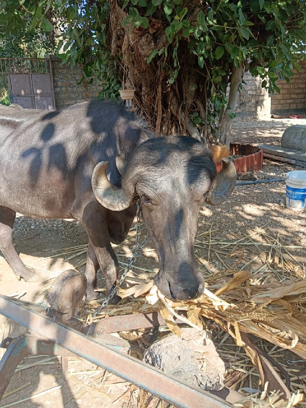 3 વરસ ઉપર થય ગય