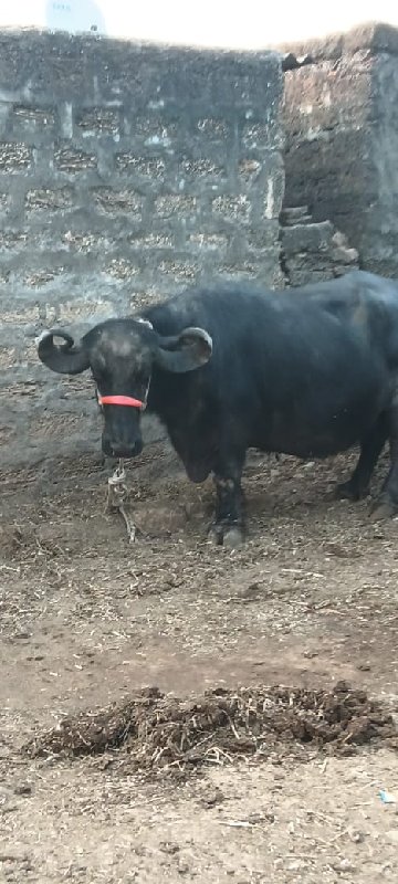 ભેંસ