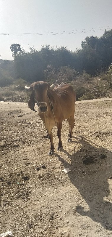 ગાય વેશવાની છે...