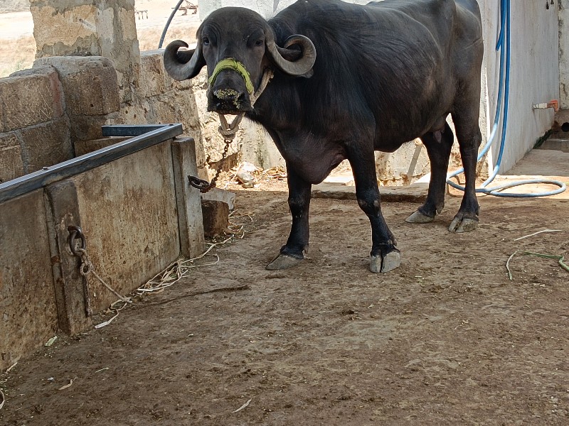 ભેંસ વેચવાનીશે