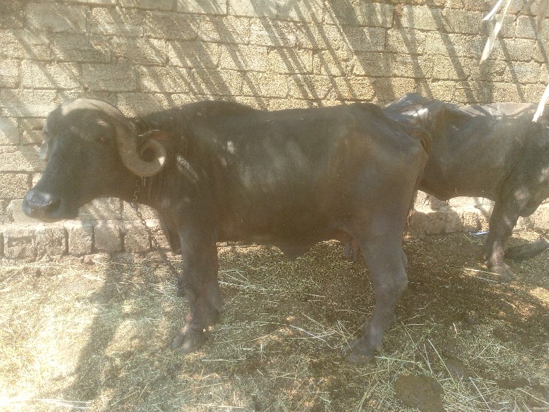 રણજીતભાઈ સિસોદિ...