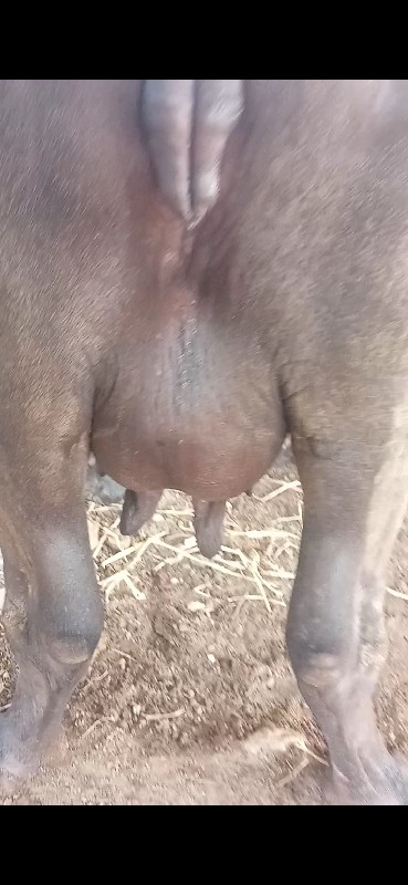 ભેશ વેચવાની છે
