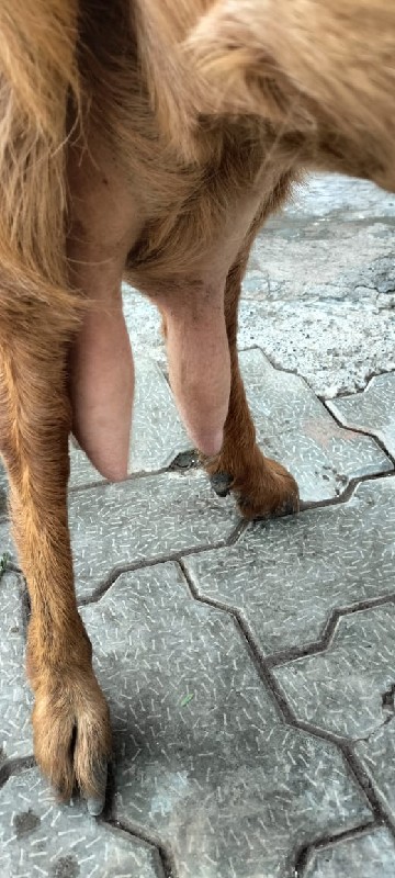 bakri