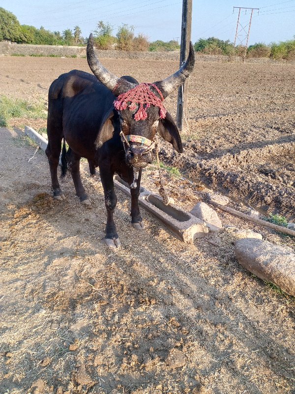 ગોઠલા વેચવાના છ...