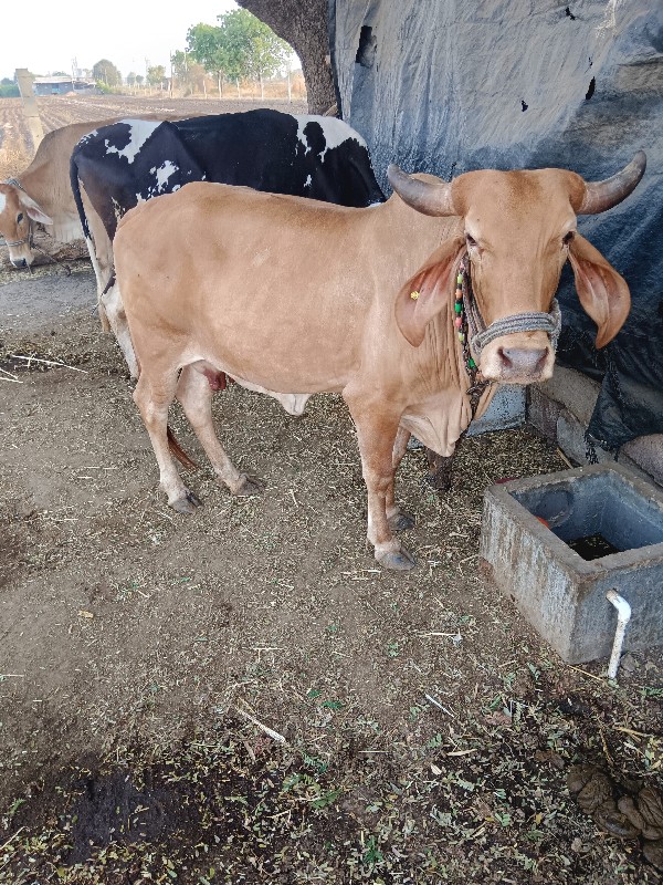 7 gay apavani c...