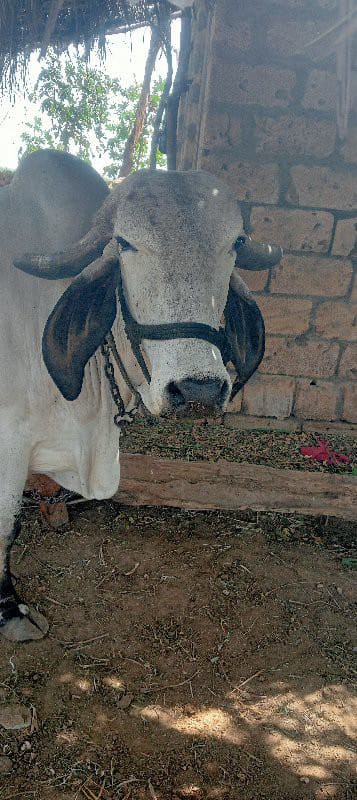 hasuk vegda