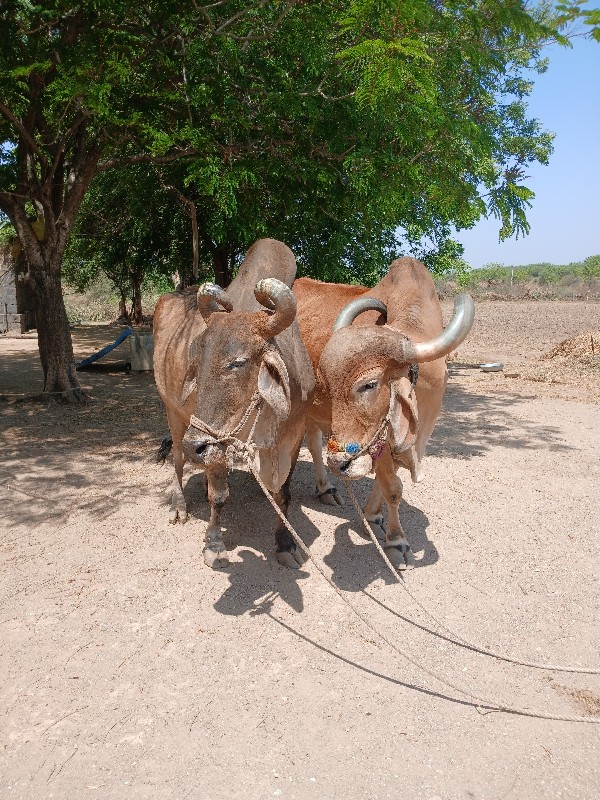 બળદ