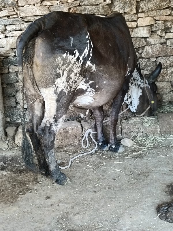4 ગાય વેચવાની છ...
