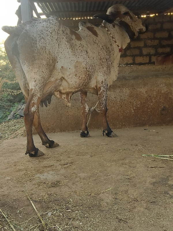 ગાય દેવાનિછે