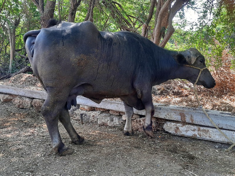 ભેંસ વેચવાની છે