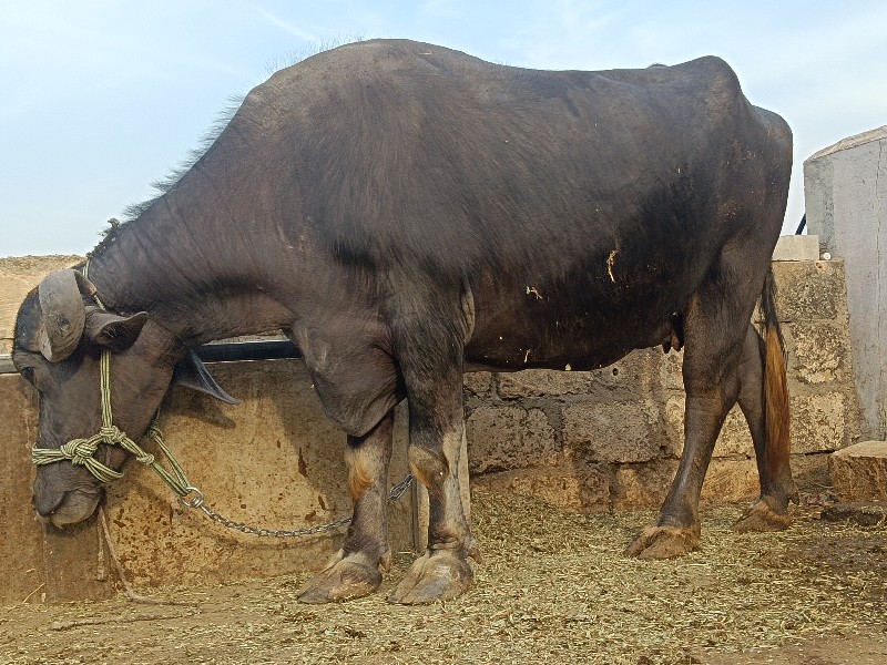 ભેંસ વેચવાનીશે
