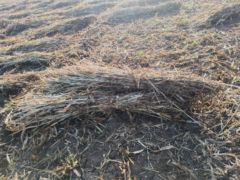 બાજરા નો ચારો વ...
