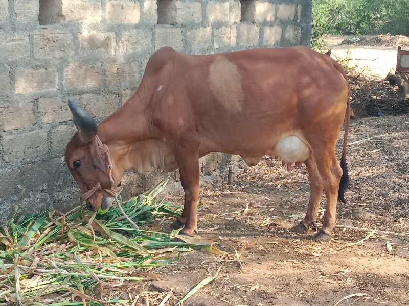 બીજું વેતર વીસ...