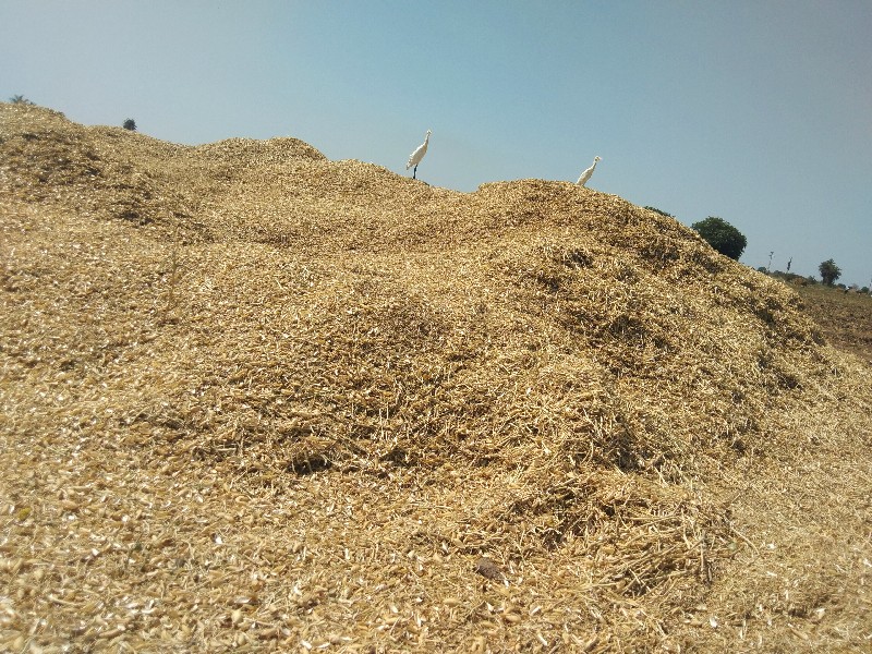 કાં કાબુલી ચણાન...