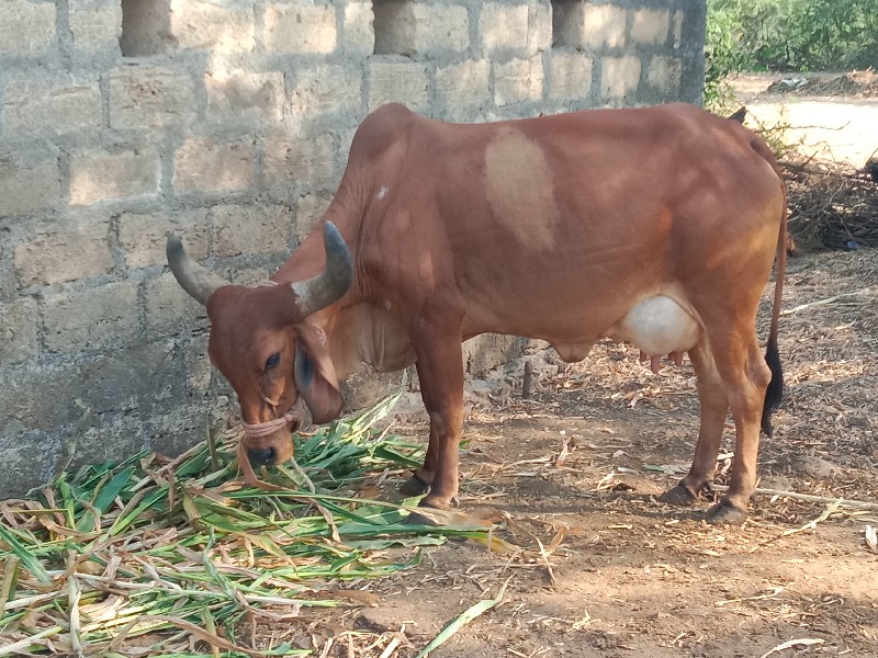 બીજું વેતર વીસ...