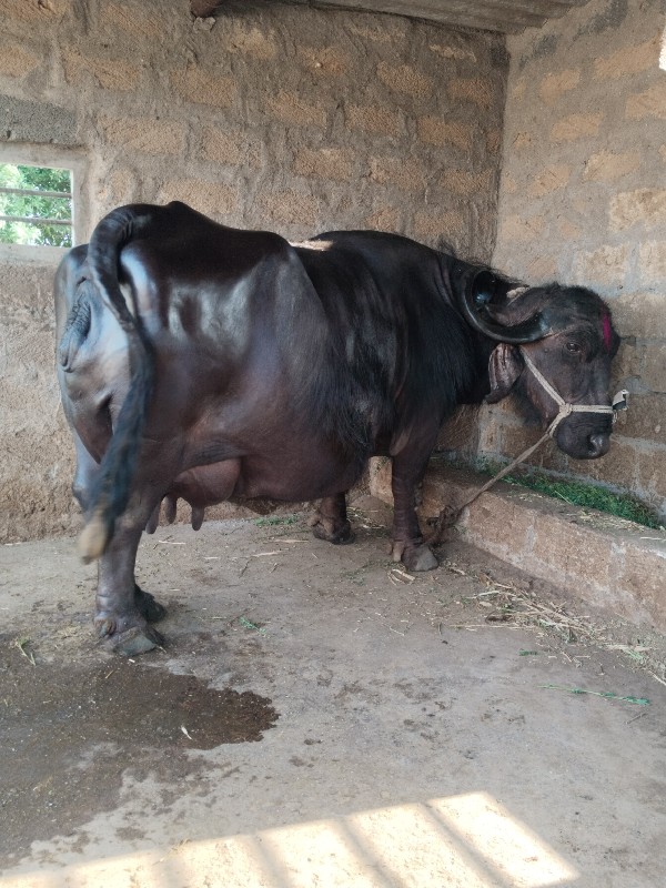 ભેંસ વેચવાની છે