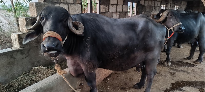 ભેંસ વેચવાની સે