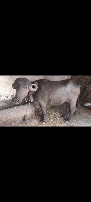 જાફરાબાદી ખડાઈ