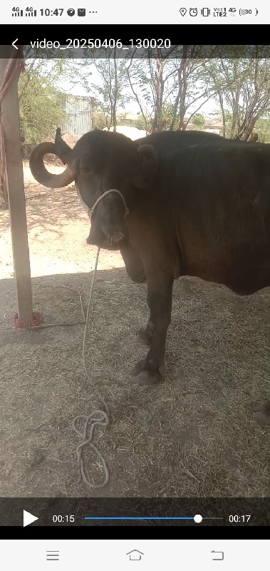 ભેંસ વેચવાની છે