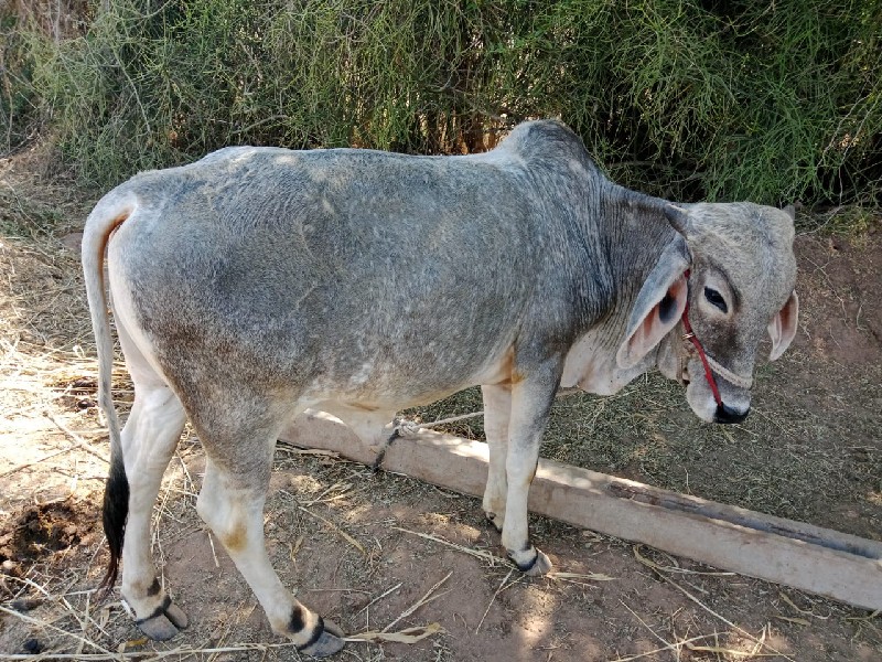 ગોધલા વેચવાના છ...