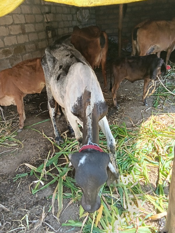 લીલડી ઓડકી