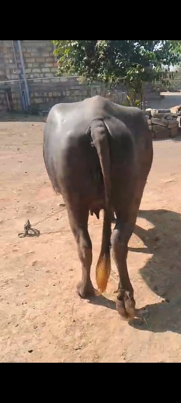 Marathi Bhains...