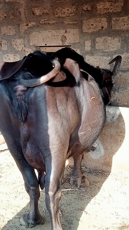 ભેંશ વેચવાની છે