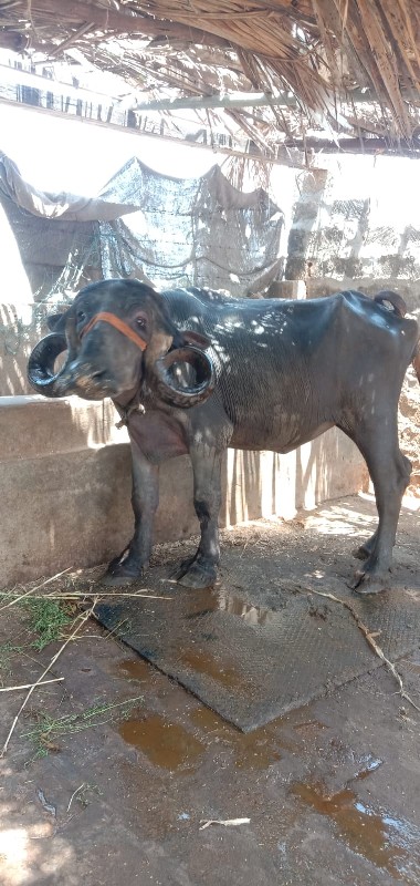 ખડેલી વેસવાની છ...