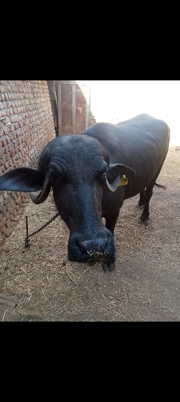 ખડાય વેચવાની