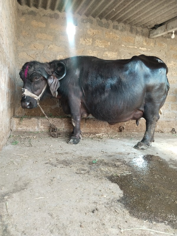 ભેંસ વેચવાની છે