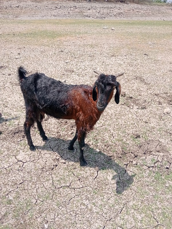 ચાર બગડી