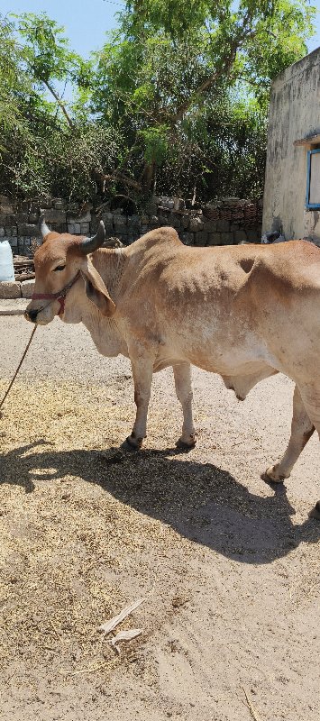 ઘોધલા