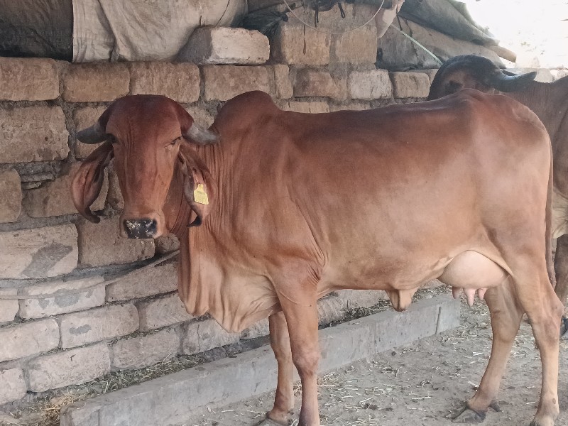 ગાયુ વેશવાનીછે
