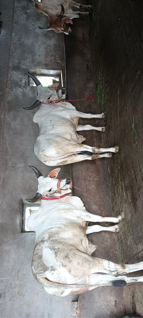 બળદ વેસવાના છે