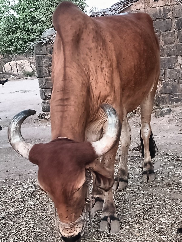 બરધ વેસવા નો છે