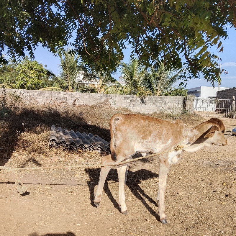 ગિર ગાય વેચવાની...