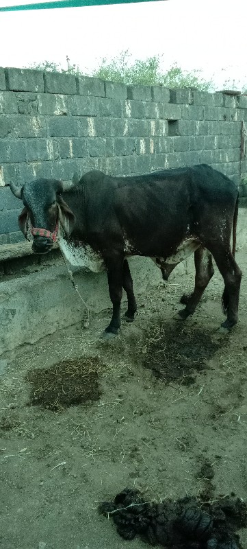 ગોઢલા વેચવાના છ...