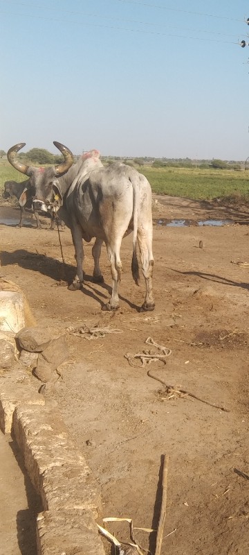 બળદ વેસ વાનો છે