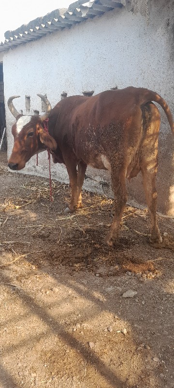 બેયને વાછડી છે...