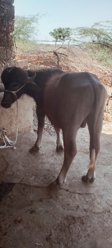 ભૂરો પાડો વેચવા...