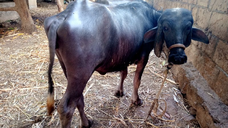 2 ખડેલી છે